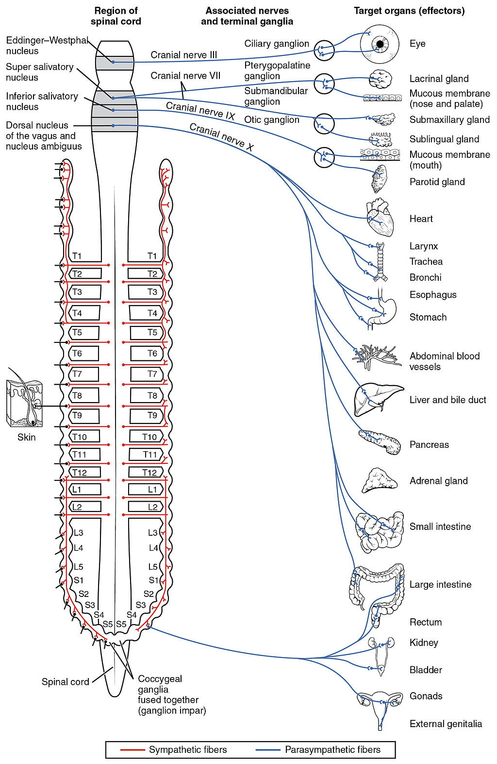 The Nervous System Essentials Of Anatomy And Physiology