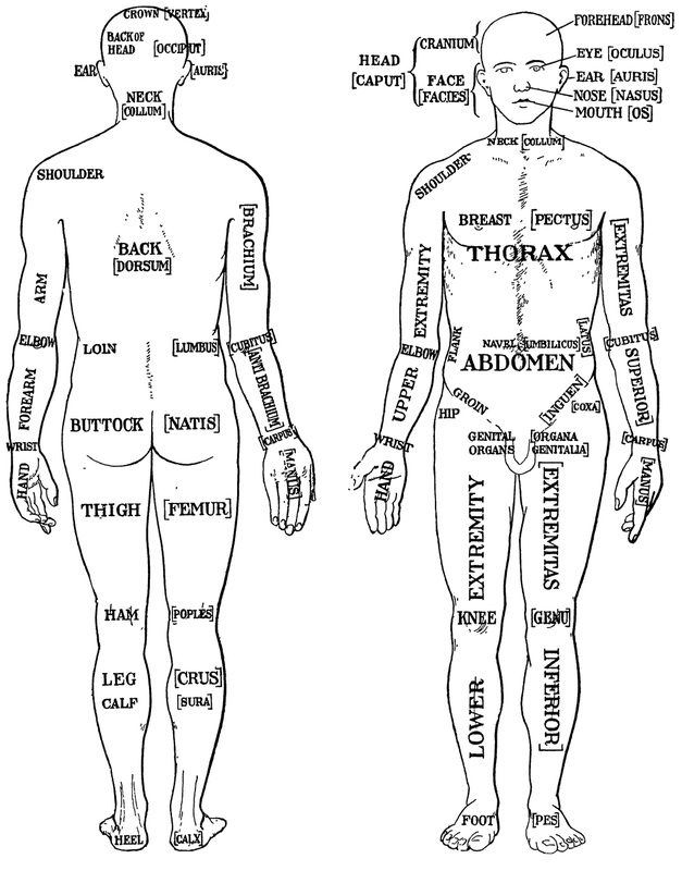 anatomical-directions-worksheet